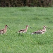 Curlew Plumley