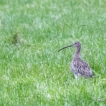 Curlew Plumley