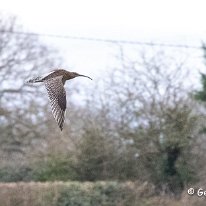 Curlew Plumley