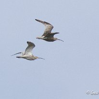 Curlew Brockholes Nature Reserve