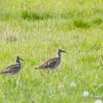 Whimbrel Plumley