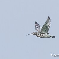 Curlew Plumley