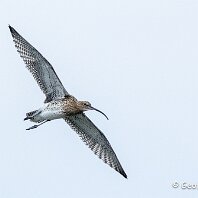 Curlew Llanfairfechan