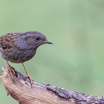 Dunnock Rostherne Obs