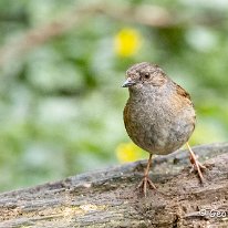 Dunnock Brockholes Nature Reserve