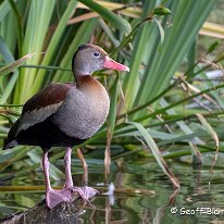 Egyptian Goose Tatton Park