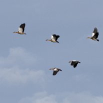 Egyptian Goose Rostherne