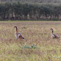 Egyptian Goose