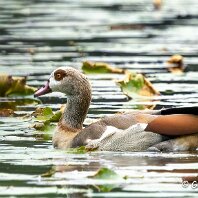Egytian Goose Little Mere