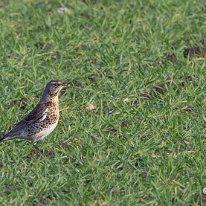 Fieldfare Millington