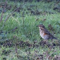 Fieldfare Millington