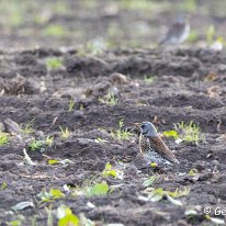 Fieldfare Rostherne