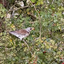 Fieldfare