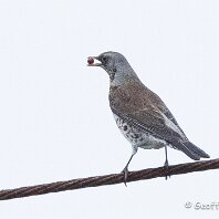 Fieldfare Plumley