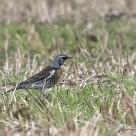 Fieldfare Rostherne