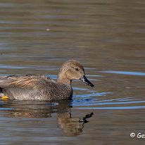 Gadwall Moore Nature Reserve