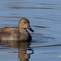 Gadwall Moore Nature Reserve