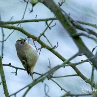 Goldcrest