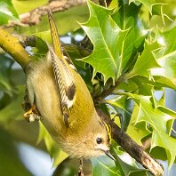 Goldcrest Millington