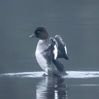 Goldeneye