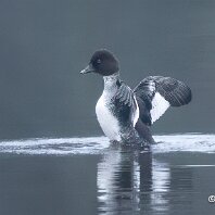 Goldeneye Mere