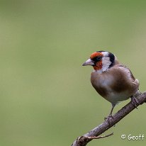 Goldfinch Rostherne