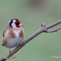 Goldfinch Rostherne