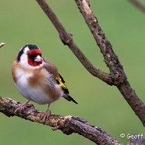 Goldfinch Rostherne