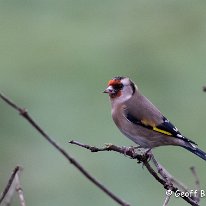 Goldfinch Rostherne