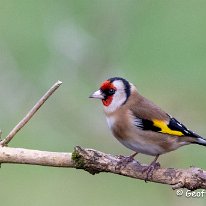 Goldfinch Rotherne Obs