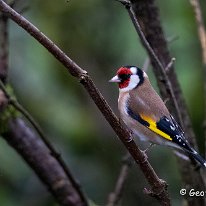 Goldfinch Rostherene