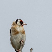 Goldfinch Plumley