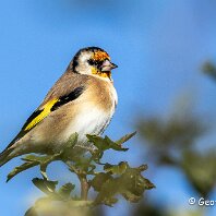 Goldfinch Millington