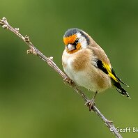 Goldfinch Rostherne