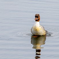 Goosander Marbury Country Park