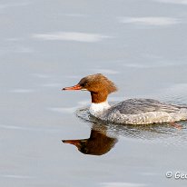 Goosander Marbury Country Park