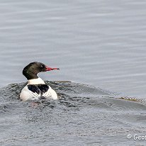 Goosander Marbury Country Park