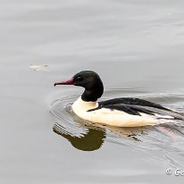 Goosander Marbury Country Park