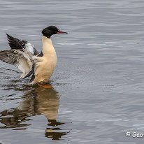 Goosander Marbury Country Park