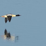 Goosander Rostherne