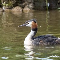Great-crested Grebe RSPB Blacktoft Sands