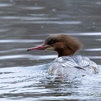Goosander Marbury Country Park