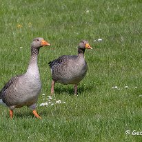 Graylag Goose