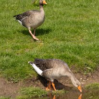 Graylag Goose Tabley