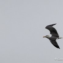 Great Black-backed Gull