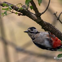 Great Spotted Woodpecker Rostherne