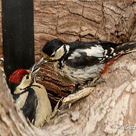 Great-spotted Woodpecker Woodruff Cottage