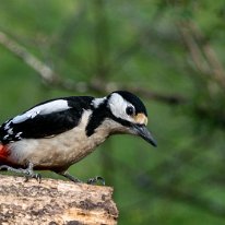 Great Spotted Woodpecker Rostherne