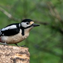 Great Spotted Woodpecker Rostherne