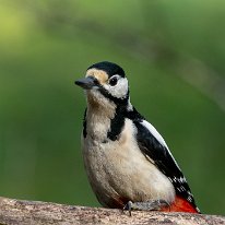 Great Spotted Woodpecker Rostherne